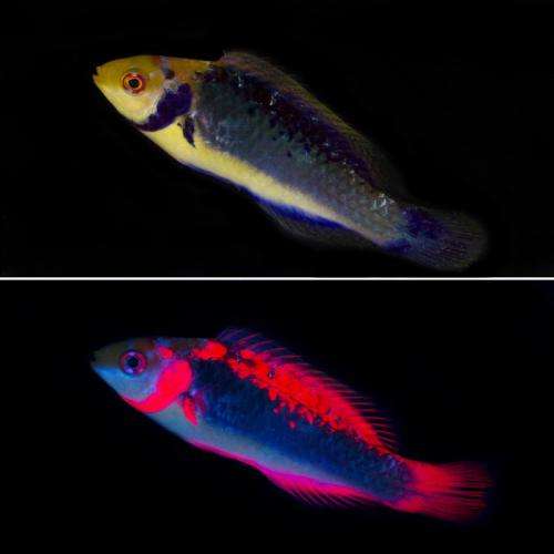 Researchers find red fluorescence in fish is for vision not UV protection