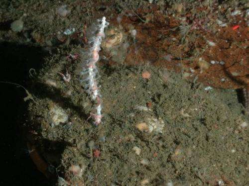Scientists discover new coral species off California