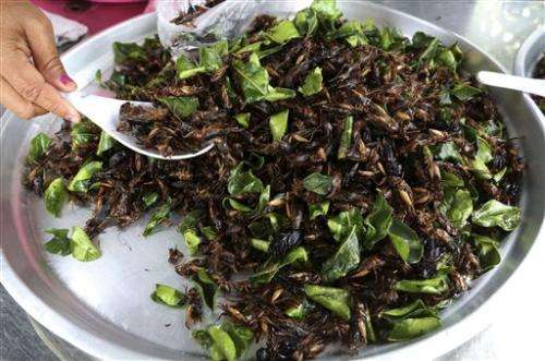 Edible insects a boon to Thailand's farmers