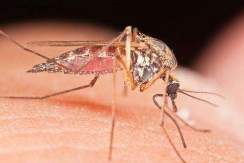 Evolutionary study aids battle against parasitic diseases