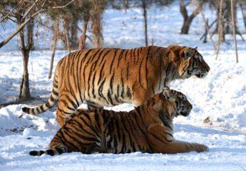 File photo taken in January 2014 shows a pair of Siberian tigers at the Siberian Tiger Park in Harbin in China's Heilongjiang pr