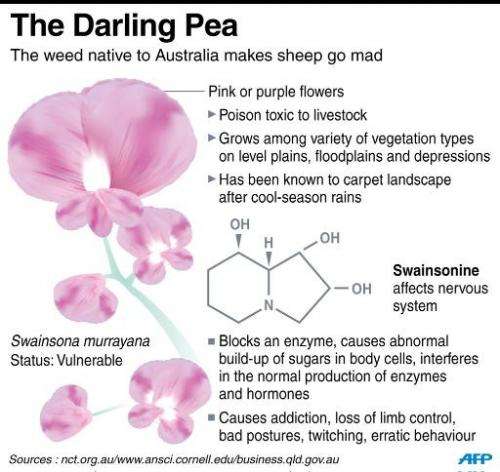 Graphic on the 'Darling Pea', a weed native to Australia that killed hundreds of addicted sheep earlier this year
