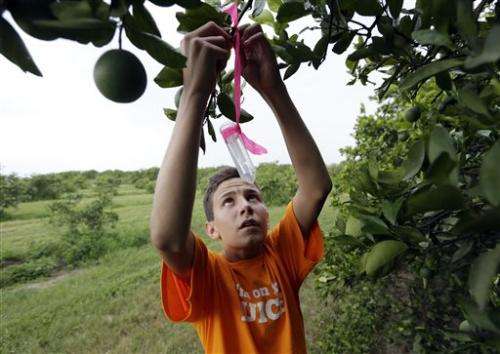 Invasive insect threatens iconic Florida citrus