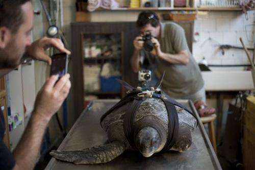 Israeli team designs prosthetic fin to save turtle