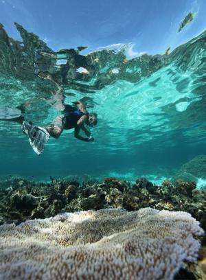 Marine scientist's quest to save coral