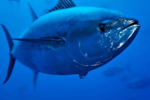Mediterranean bluefin tuna will recover if conservation ambition remains high