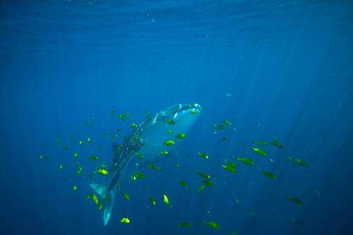 Newly discovered juvenile whale shark aggregation in Red Sea
