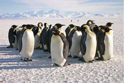 New study finds that Ad&amp;eacute;lie penguin population is on the rise