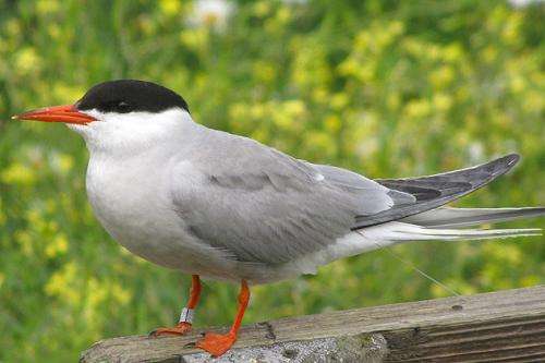 Preserving Crucial Tern Habitat in Long Island Sound
