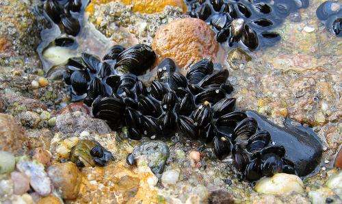 Researchers optimize growing conditions and practices to improve mussel farming
