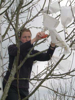 Research reveals first genetic clues to fight ash tree dieback