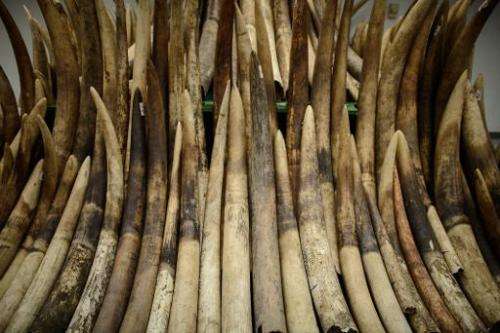 Seized ivory tusks are displayed prior to their destruction by incineration in Hong Kong on May 15, 2014.