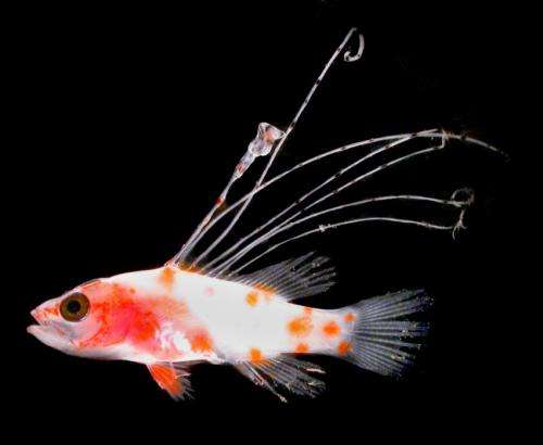 Smithsonian scientists link unusual fish larva to new species of sea bass from Curacao
