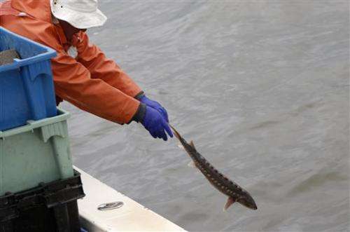 Speedy surgery puts transmitters into Hudson fish