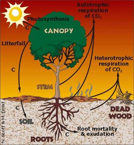Study suggests non-uniform climate warming affects terrestrial carbon cycle, ecosystems and future predictions