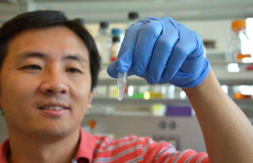WSU researchers find crucial step in DNA repair