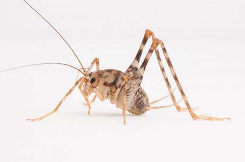 Researchers find Asian camel crickets now common in US homes