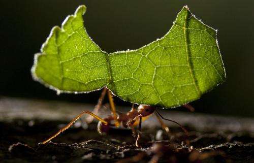 Leaf-cutter ant fungus gardens transform during biomass degradation