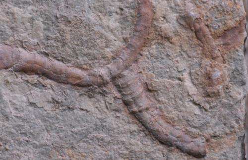 550-million-year-old fossils provide new clues about fossil formation