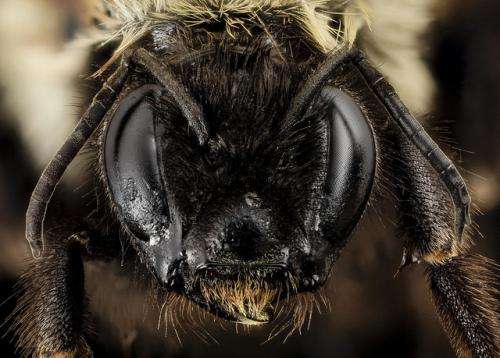 Researchers find rare bee feared headed for extinction