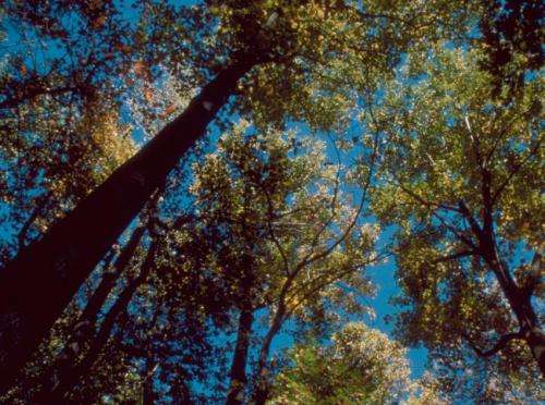 Climate change not responsible for altering forest tree composition