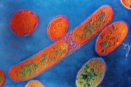 Researchers find novel way body defends against harmful bacteria