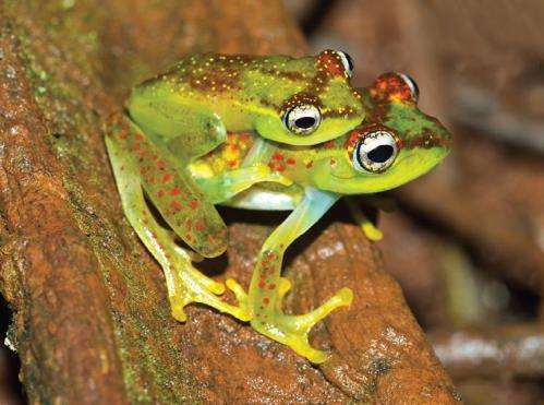 A new species of endemic treefrog from Madagascar