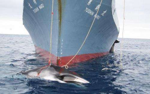An undated handout photo released on February 7, 2008 shows a whale being dragged on board a Japanese ship after being harpooned