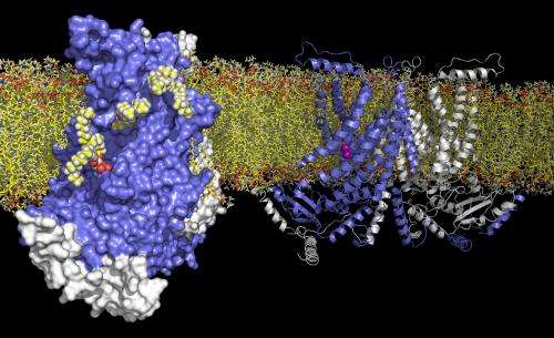 Architecture of a lipid transport protein revealed