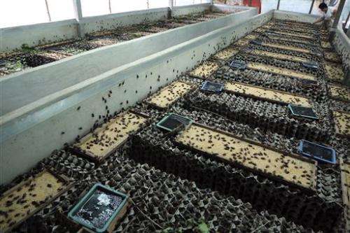 Edible insects a boon to Thailand's farmers