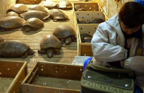 File photo of a vendor sleeping next to giant tortoises she sells for eating in a market in Guangzhou