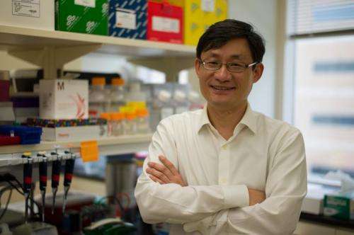Newly discovered heart molecule could lead to effective treatment for heart failure