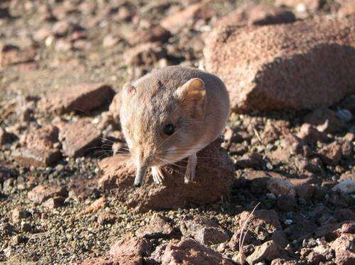 New species of small mammal discovered by scientists from California Academy of Sciences