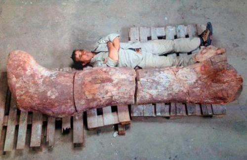 Picture taken on May 16, 2014 showing a technician next to the femur of a dinosaur—likely to be the largest ever to roam the ear