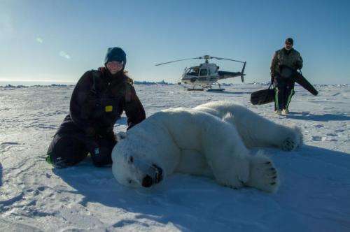 Researcher examines effects of climate change and disease in polar bears