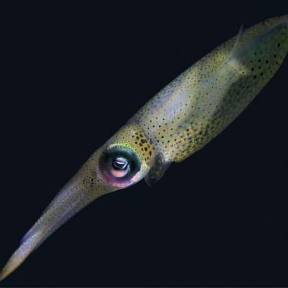 Researchers discover how squid perceive distance
