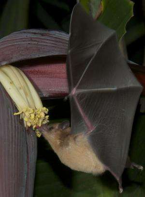 Scientists find distinctive patterns of olfactory receptors in fruit-eating bats