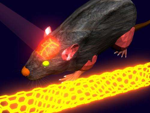 Scientists use lasers and carbon nanotubes to look inside living brains