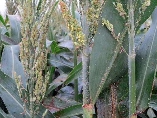 Scientists warning growers about explosive populations of new grain sorghum pest