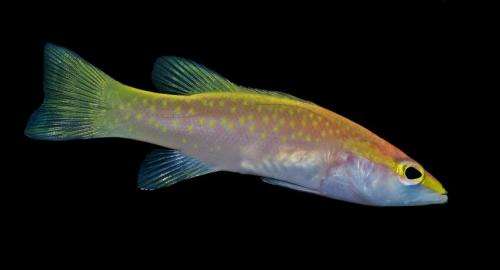 Smithsonian scientists link unusual fish larva to new species of sea bass from Curacao