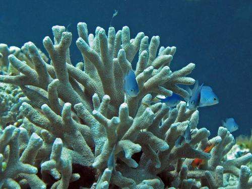 Coral’s durability to acidification examined
