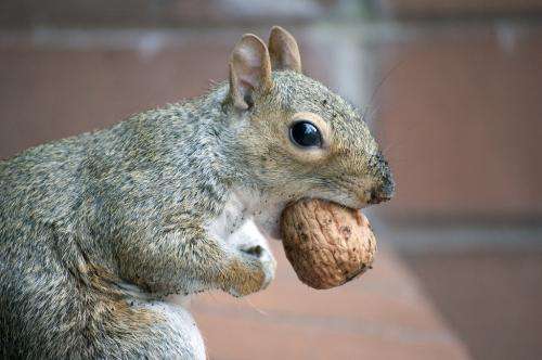 The secret life of squirrels in New York City