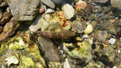 Researchers solve riddle of the rock pools