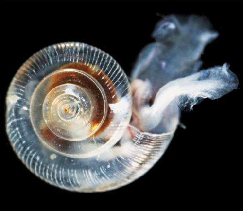 Researchers discover ocean acidity is dissolving shells of tiny snails off the US West Coast