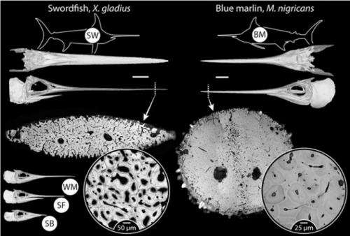 Testing shows billfish demonstrate bone remodeling without osteocytes