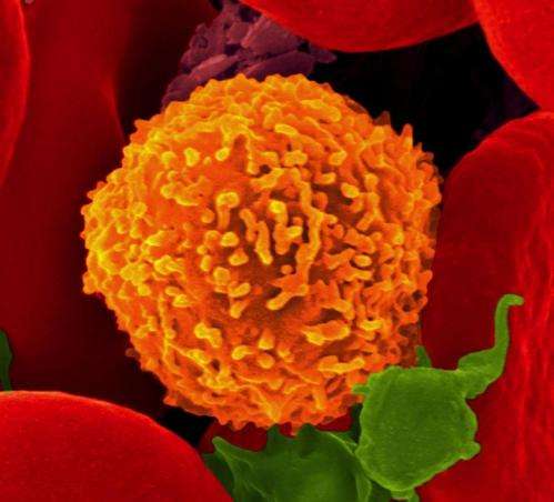 Once CD8 T cells take on one virus, they'll fight others too