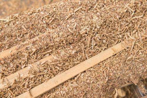 Researchers find way to turn sawdust into gasoline