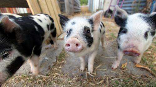 Antibiotic resistant Golden Staph has been detected in Australian pigs, a