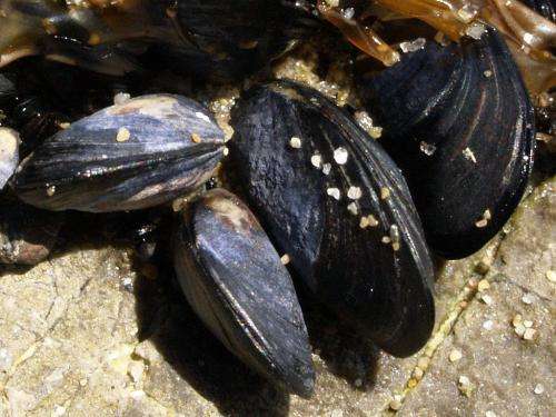 Interstate mussel populations could mingle well with locals