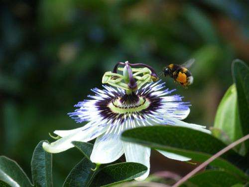 Extinction of 23 pollinators in Britain since 1850
